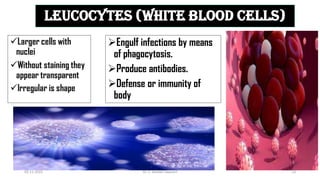 LEUCOCYTES (WHITE BLOOD CELLS)
Engulf infections by means
of phagocytosis.
Produce antibodies.
Defense or immunity of
body
Larger cells with
nuclei
Without staining they
appear transparent
Irregular is shape
02-11-2022 Dr. C. Beulah Jayarani 23
 