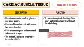 CARDIAC MUSCLE TISSUE
DESCRIPTION
• Contain many mitochondria, glucose
and blood supply.
• Consist of branched cells with one or
two central nuclei.
• Cells are rectangular and connected
with muscle bridges.
• The ends of 2 cells are attached by
intercalated disks.
FUNCTION
It causes the rythmic beating of the
heart so that blood can flow through
the whole body.
Found only in the heart.
02-11-2022 Dr. C. Beulah Jayarani 30
 
