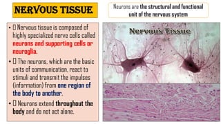 NERVOUS TISSUE
• Nervous tissue is composed of
highly specialized nerve cells called
neurons and supporting cells or
neuroglia.
• The neurons, which are the basic
units of communication, react to
stimuli and transmit the impulses
(information) from one region of
the body to another.
• Neurons extend throughout the
body and do not act alone.
Neurons are the structural and functional
unit of the nervous system
31
 
