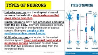 • Unipolar neurons are the simplest class of
neurons that exhibit a single extension that
gives rise to branches,
• Bipolar neurons, have two processes emerging
from the cell body. They are specialised sensory
neurons involved in the transmission of special
senses. Examples ganglia of the
vestibulocochlear nerve & retina.
• Multipolar neurons are located in the central
nervous system (brain and spinal cord) and in
autonomic ganglia. Multipolar neurons have
more than two processes emanating from the
neuron cell body.
types of neurons
02-11-2022 Dr. C. Beulah Jayarani 34
 