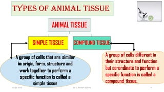 ANIMAL TISSUE
SIMPLE TISSUE COMPOUND TISSUE
TYPES OF ANIMAL TISSUE
A group of cells that are similar
in origin, form, structure and
work together to perform a
specific function is called a
simple tissue
A group of cells different in
their structure and function
but co-ordinate to perform a
specific function is called a
compound tissue.
02-11-2022 Dr. C. Beulah Jayarani 4
 