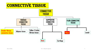 CONNECTIVE TISSUE
CONNECTIVE
TISSUE
FIBROUS
CONNECTIVE
TISSUE
SUPPORTIVE
CONNECTIVE
TISSUE
FLUID CONNECTIVE
TISSUE
Areolar fibrous
connective tissue
Adipose tissue
Yellow & white
fibrous tissue
Cartilage
Bone
Lymph
Blood
02-11-2022 Dr. C. Beulah Jayarani 7
 