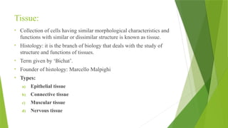 class 12 notes of zoology topic: animal tissue | PPTX