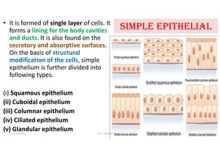 Animal tissue epithelial tissue