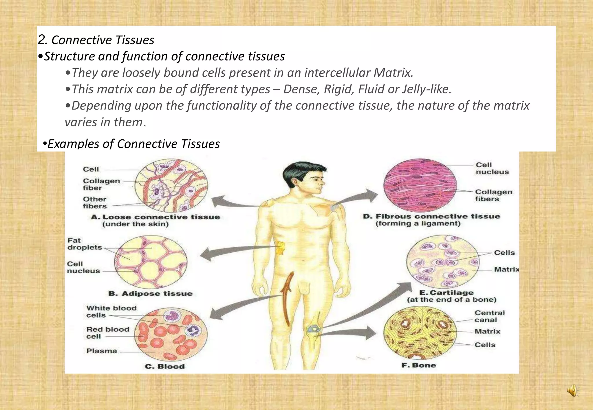 Animal tissue | PDF