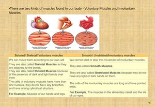 •There are two kinds of muscles found in our body - Voluntary Muscles and Involuntary
Muscles.
Muscular Tissue
Striated/ Skeletal/ Voluntary muscles Smooth/ Unstriated/Involuntary muscles
We can move them according to our own will We cannot start or stop the movement of involuntary muscles.
They are also called Skeletal Muscles as they
are attached to the bones.
They also called Smooth Muscles.
They are also called Striated Muscles because
of the presence of dark and light bands over
them
They are also called Unstriated Muscles because they do not
have any light or dark bands on them.
The cells of voluntary muscles have more than
one nucleus, they do not have any branches,
and have a long cylindrical structure.
The cells of the involuntary muscles are long and have pointed
ends.
For Example, Muscles of our hands and legs.
For Example, The muscles in the alimentary canal and the Iris
of our eyes.
 