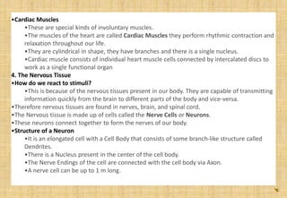 •Cardiac Muscles
•These are special kinds of involuntary muscles.
•The muscles of the heart are called Cardiac Muscles they perform rhythmic contraction and
relaxation throughout our life.
•They are cylindrical in shape, they have branches and there is a single nucleus.
•Cardiac muscle consists of individual heart muscle cells connected by intercalated discs to
work as a single functional organ
4. The Nervous Tissue
•How do we react to stimuli?
•This is because of the nervous tissues present in our body. They are capable of transmitting
information quickly from the brain to different parts of the body and vice-versa.
•Therefore nervous tissues are found in nerves, brain, and spinal cord.
•The Nervous tissue is made up of cells called the Nerve Cells or Neurons.
•These neurons connect together to form the nerves of our body.
•Structure of a Neuron
•It is an elongated cell with a Cell Body that consists of some branch-like structure called
Dendrites.
•There is a Nucleus present in the center of the cell body.
•The Nerve Endings of the cell are connected with the cell body via Axon.
•A nerve cell can be up to 1 m long.
 