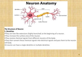 The Structure of Neuron
1. Dendrites
•They are tree-like extensions (highly-branched) at the beginning of a neuron.
•They increase the surface area of the neuron.
•They receive chemical signals from different neurons of the body.
•They then convert these chemical signals into electrical signals and pass them to the neuron
cell body.
•A neuron can have a single dendrite or multiple dendrites
 