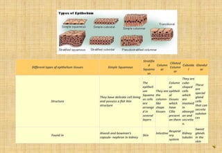 Different types of epithelium tissues Simple Squamous
Stratifie
d
Squamo
us
Column
ar
Ciliated
Column
ar
Cuboida
l
Glandul
ar
Structure
They have delicate cell lining
and possess a flat thin
structure
The
epitheli
um
Squamo
us cells
are
arrange
d in
several
layers
They are
the
column-
like
shape
tissues
Column
ar
epitheli
al
tissues
which
have
Cilia
present
on them
They are
cube-
shaped
cells
which
are
involved
in
absorpti
on and
secretio
n.
These
are
special
gland
cells
that can
secrete
substan
ces
Found in
Alveoli and bowman’s
capsule- nephron in kidney
Skin
Intestine
Respirat
ory
system
Kidney
tubules
Sweat
glands
in the
skin
 