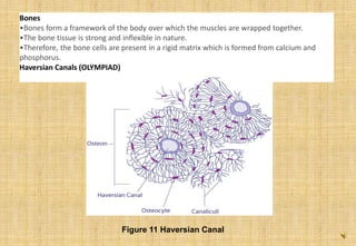 Bones
•Bones form a framework of the body over which the muscles are wrapped together.
•The bone tissue is strong and inflexible in nature.
•Therefore, the bone cells are present in a rigid matrix which is formed from calcium and
phosphorus.
Haversian Canals (OLYMPIAD)
Figure 11 Haversian Canal
 