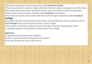 •The bones comprises of microscopic tubes called Haversian Canals.
•They are contained in osteons, rough cylindrical structures present along the axis of the bone.
•They allow the blood vessels, lymphatic vessels, and nerve fibres to travel through them.
•These canals have concentric channels called Lamellae around them.
•The Haversian canals communicate with bone cells through connections called Canaliculi.
Cartilage
•Cartilage is present over the joints of the bones and provides them with a smooth structure.
•For Example in the nose tip and ear pinna, trachea, larynx.
•They contain solid matrix made of protein and sugar. They have homogenous matrix.
•It provides support and flexibility to various parts of our body.
Ligaments
•A ligament connects two bones together.
•It has an elasticity which facilitates the connection.
•The cells of ligaments have a little matrix.
 