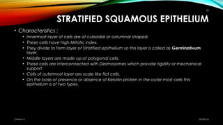 STRATIFIED SQUAMOUS EPITHELIUM
• Characteristics :
• Innermost layer of cells are of cuboidal or columnar shaped.
• These ...