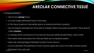 AREOLAR CONNECTIVE TISSUE
• Characteristics :
• Also known spongy tissue.
• It is most widely distributed tissue in the bo...
