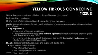 YELLOW FIBROUS CONNECTIVE
TISSUE• Yellow fibres are more in quantity but collagen fibres are also present.
• Reticular fib...