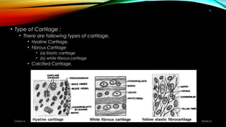 • Type of Cartilage :
• There are following types of cartilage.
• Hyaline Cartilage.
• Fibrous Cartilage
• (a) Elastic car...