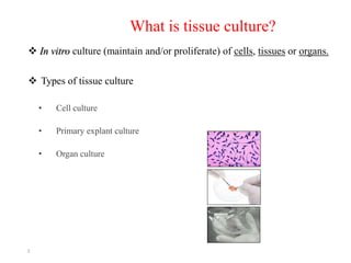What is tissue culture?
 In vitro culture (maintain and/or proliferate) of cells, tissues or organs.
 Types of tissue culture
• Cell culture
• Primary explant culture
• Organ culture
2
 