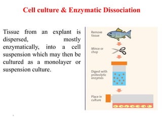 Cell culture & Enzymatic Dissociation
4
Tissue from an explant is
dispersed, mostly
enzymatically, into a cell
suspension which may then be
cultured as a monolayer or
suspension culture.
 