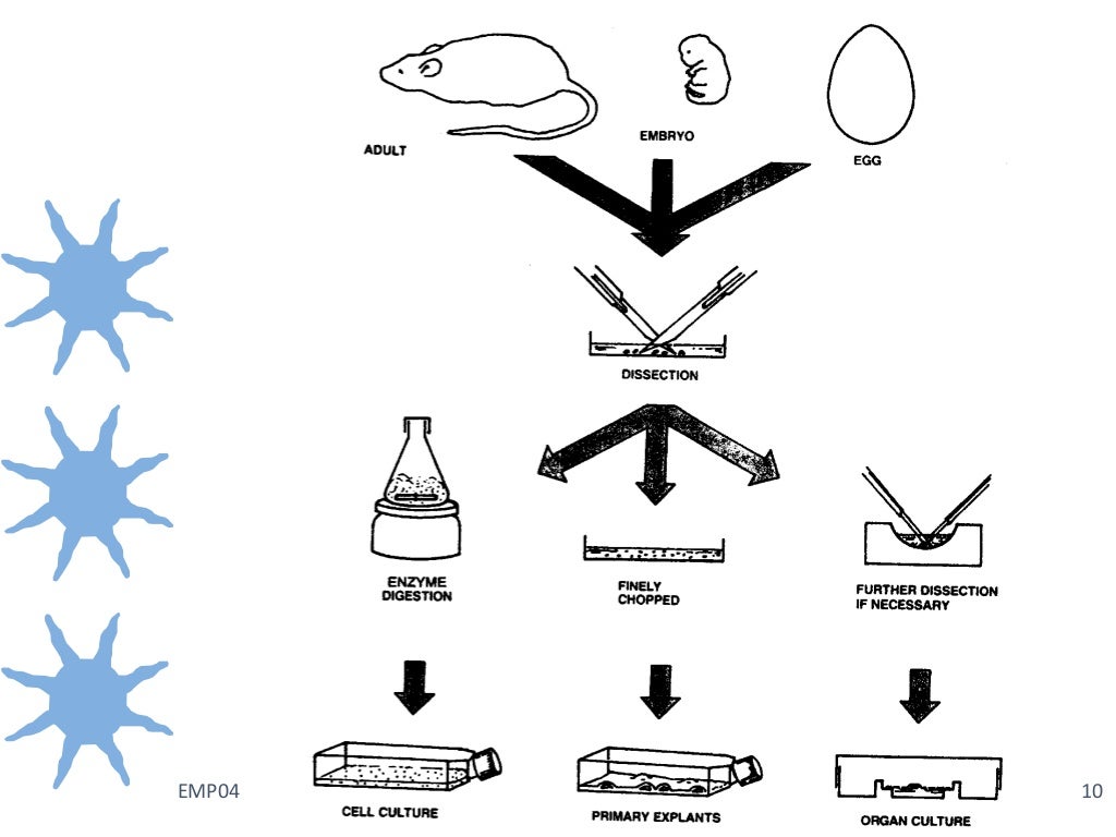 cultural-explanation