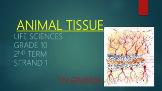 ANIMAL TISSUE
LIFE SCIENCES
GRADE 10
2ND TERM
STRAND 1
T.N GININDA
 