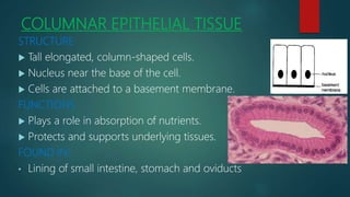 Animal tissue(life science) | PPTX