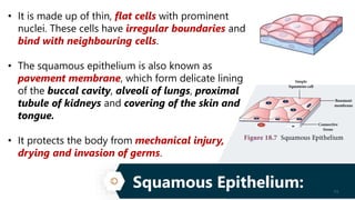 Squamous Epithelium: 11
• It is made up of thin, flat cells with prominent
nuclei. These cells have irregular boundaries and
bind with neighbouring cells.
• The squamous epithelium is also known as
pavement membrane, which form delicate lining
of the buccal cavity, alveoli of lungs, proximal
tubule of kidneys and covering of the skin and
tongue.
• It protects the body from mechanical injury,
drying and invasion of germs.
 