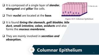 Columnar Epithelium 13
 It is composed of a single layer of slender,
elongated and pillar like cells.
 Their nuclei are located at the base.
 It is found lining the stomach, gall bladder, bile
duct, small intestine, colon, oviducts and also
forms the mucous membrane.
 They are mainly involved in secretion and
absorption.
 