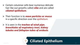 14
Sponsorship Deck
Ciliated Epithelium 14
 Certain columnar cells bear numerous delicate
hair like out growths called cilia and are called
ciliated epithelium.
 Their function is to move particles or mucus
in a specific direction over the epithelium.
 It is seen in the trachea of wind-pipe,
bronchioles of respiratory tract, kidney
tubules and fallopian tubes of oviducts.
 
