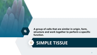 SIMPLE TISSUE
3
A group of cells that are similar in origin, form,
structure and work together to perform a specific
function.
 