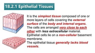 18.2.1 Epithelial Tissues
It is the simplest tissue composed of one or
more layers of cells covering the external
surface of the body and internal organs.
The cells are arranged very close to each
other with less extracellular material.
Epithelial cells lie on a non-cellular basement
membrane.
The epithelial tissue generally lacks blood
vessels.
 