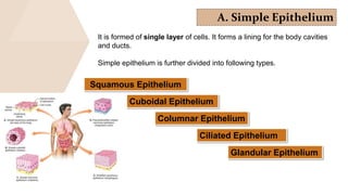 A. Simple Epithelium
It is formed of single layer of cells. It forms a lining for the body cavities
and ducts.
Simple epithelium is further divided into following types.
Squamous Epithelium
Cuboidal Epithelium
Columnar Epithelium
Ciliated Epithelium
Glandular Epithelium
 