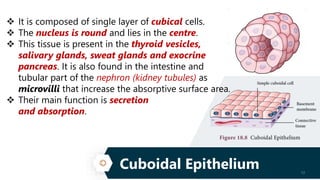 Columnar Epithelium 13
 It is composed of a single layer of slender,
elongated and pillar like cells.
 Their nuclei are ...