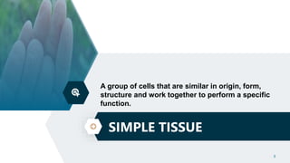 SIMPLE TISSUE
3
A group of cells that are similar in origin, form,
structure and work together to perform a specific
funct...