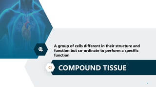 COMPOUND TISSUE
4
A group of cells different in their structure and
function but co-ordinate to perform a specific
function
 