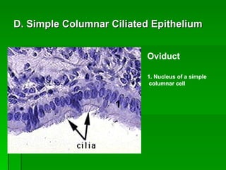 D. Simple Columnar Ciliated Epithelium 1 Oviduct 1. Nucleus of a simple  columnar cell 