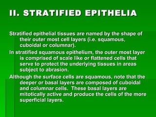 II. STRATIFIED EPITHELIA Stratified epithelial tissues are named by the shape of their outer most cell layers (i.e. squamous, cuboidal or columnar).  In stratified squamous epithelium, the outer most layer is comprised of scale like or flattened cells that serve to protect the underlying tissues in areas subject to abrasion.   Although the surface cells are squamous, note that the deeper or basal layers are composed of cuboidal and columnar cells.  These basal layers are mitotically active and produce the cells of the more superficial layers.   