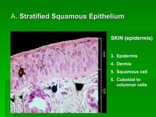 Stratified Squamous Epithelium SKIN (epidermis) Epidermis Dermis Squamous cell Cuboidal to columnar cells 3 4 