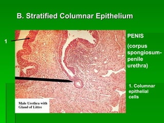 B. Stratified Columnar Epithelium 1 1. Columnar epithelial cells PENIS (corpus spongiosum-penile urethra) 