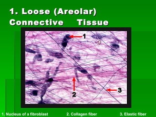 1. Loose (Areolar) Connective  Tissue 1. Nucleus of a fibroblast   2. Collagen fiber   3. Elastic fiber   