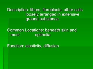 Description: fibers, fibroblasts, other cells  loosely arranged in extensive  ground substance Common Locations: beneath skin and most  epithelia Function: elasticity, diffusion 