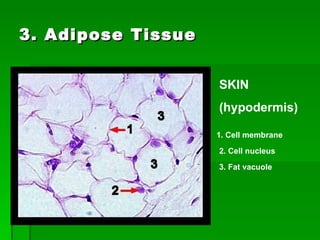 3. Adipose Tissue 1. Cell membrane 2. Cell nucleus 3. Fat vacuole SKIN (hypodermis) 