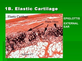 1B. Elastic Cartilage EPIGLOTTIS EXTERNAL EAR 