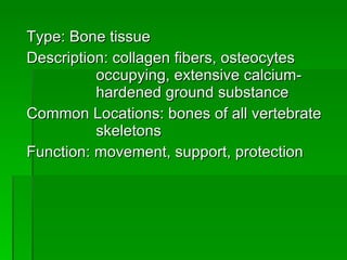 Type: Bone tissue Description: collagen fibers, osteocytes  occupying, extensive calcium- hardened ground substance Common Locations: bones of all vertebrate  skeletons Function: movement, support, protection 