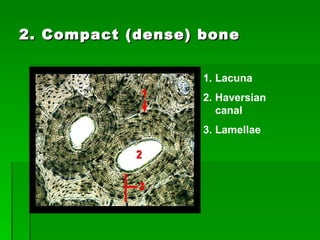 2. Compact (dense) bone Lacuna Haversian canal Lamellae 