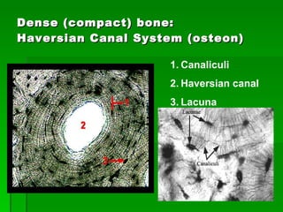 Dense (compact) bone:  Haversian Canal System (osteon) Canaliculi Haversian canal Lacuna 