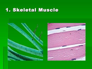 1. Skeletal Muscle 