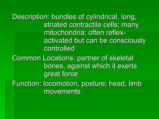 Description: bundles of cylindrical, long,  striated contractile cells; many  mitochondria; often reflex- activated but can be consciously  controlled Common Locations: partner of skeletal  bones, against which it exerts  great force Function: locomotion, posture; head, limb  movements 