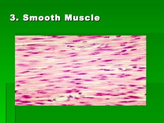 3. Smooth Muscle 