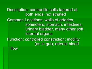 Description: contractile cells tapered at  both ends; not striated  Common Locations: walls of arteries,  sphincters, stomach, intestines,  urinary bladder, many other soft  internal organs Function: controlled constriction; motility  (as in gut); arterial blood flow 