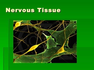 Nervous Tissue 