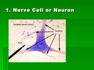 1. Nerve Cell or Neuron 
